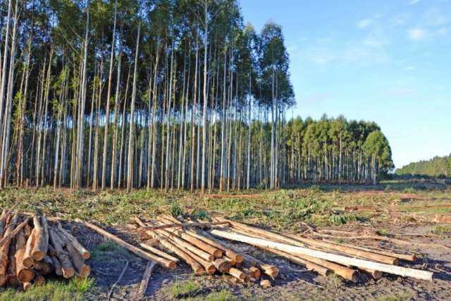 Virasoro: una maderera detiene su producción y deja a 520 operarios cesantes